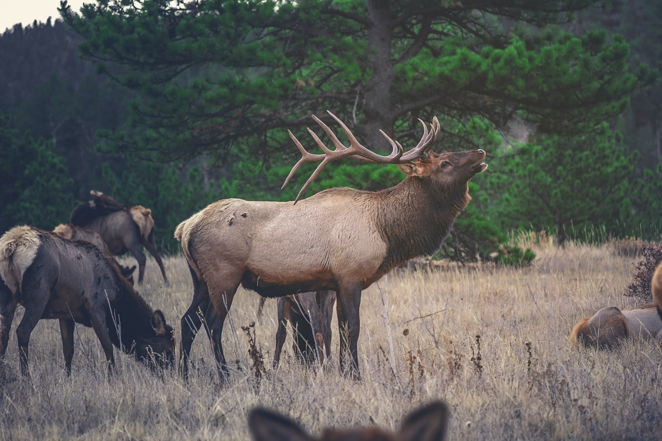 Rocky Mountain National Park